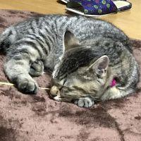 けろ太 会員画像