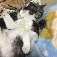 いえはる 会員画像