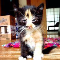 しいたけきくらげ 会員画像