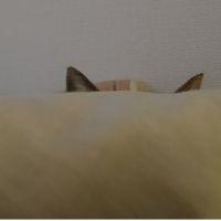 会員画像