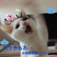肉球肉球 会員画像