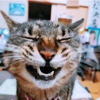 グルネコ 会員画像