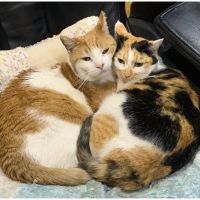 CatMommy 会員画像