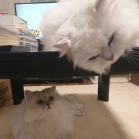 チロちゃん&なっちゃん 会員画像