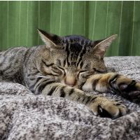 あさのり 会員画像