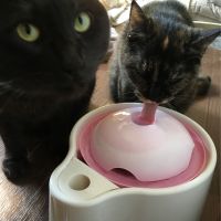 アキハ 会員画像