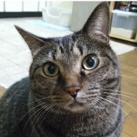 socks-cat 185 会員画像