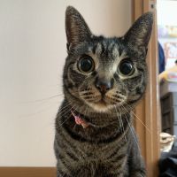 まっちょび 会員画像