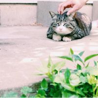 きぬごしとうふ 会員画像