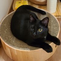 mama 1616 会員画像