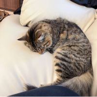 よもぎさん375 会員画像