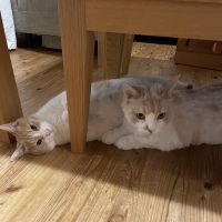 まぐろー 会員画像