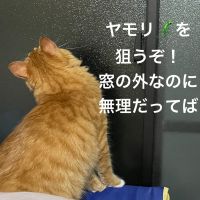 猫と田舎暮らし 会員画像