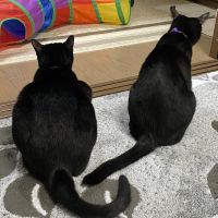 にゃーお子 会員画像