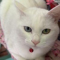 バラ大好きさん