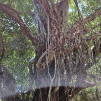 とるまりん 会員画像