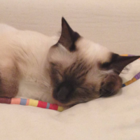 ハナチョ 会員画像