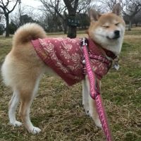 柴犬の万葉と私さん