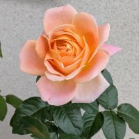 hamham3333さん
