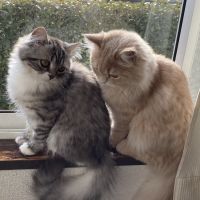 メティスさん