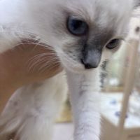 Levitrue0806さん