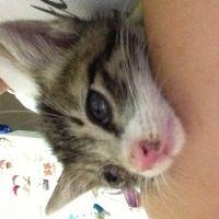 ポジにゃんこ 会員画像