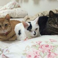 ネコ3兄弟 会員画像