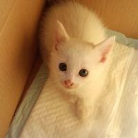 おいしいきなこ 会員画像