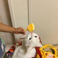 あほねこ 会員画像