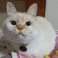 モコ・すみれ 会員画像