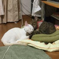 きなこともちお 会員画像