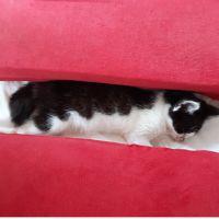 猫バカ一家の中原です 会員画像