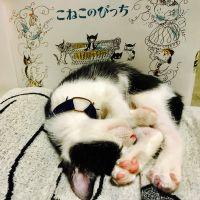サヨコロ 会員画像