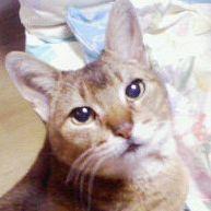 kikitomomo 会員画像
