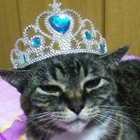 家族皆愛猫家さん