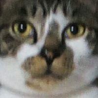 猫を探してます 会員画像