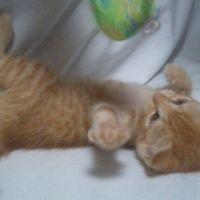 ゴトウ 会員画像