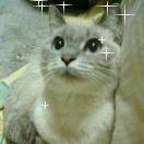みゃあたん 会員画像