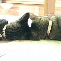 ちこはな 会員画像