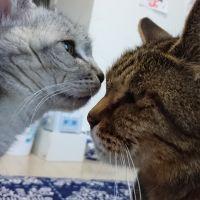 かおるとはなこ 会員画像