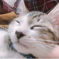 にこちゃ 会員画像
