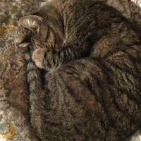 タマちゃんニャンモナイト 会員画像