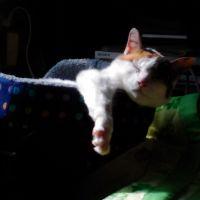 シビー 会員画像