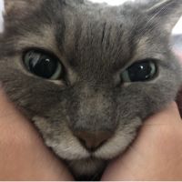 たいねこさん