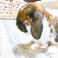 あらいくまさん