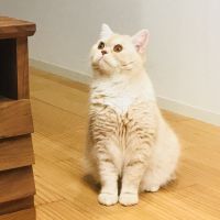 モモゴロウ 会員画像