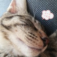 たこダック 会員画像