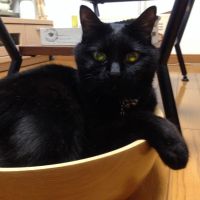 にゃろめデラックス 会員画像