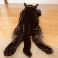 もふるる 会員画像