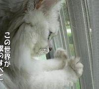 COCYTUS 会員画像